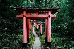 Forested Torii Gates