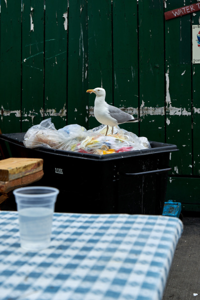 Seagull Treasure Hunt