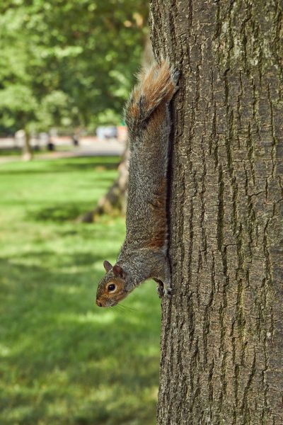 Camouflage Squirrel