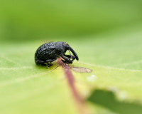 Yellow poplar weevil