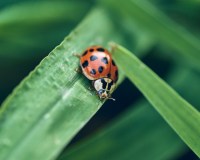 Lady Bug Contrast