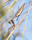 Chinese Mantis