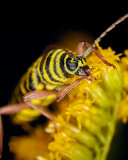 Locust Borer Beetle