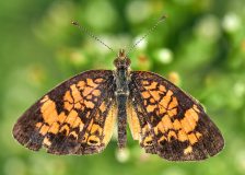 Pearl Crescent Wings