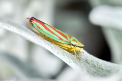 Candy-striped leafhopper