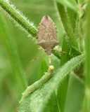 Stinkbug Dinner