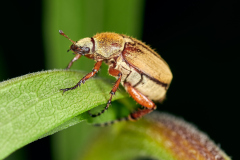 Rose Chafer