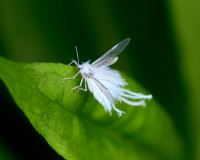 Woolly Alder Aphid
