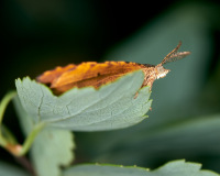 DSC_2421Jul-02-20230