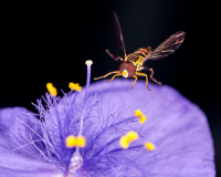 Landing
