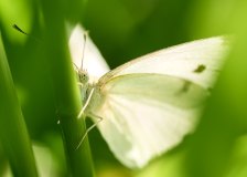 White Moth