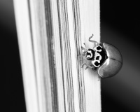 Ladybug & Lines