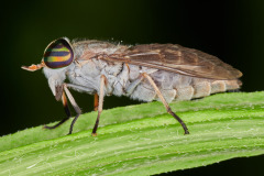 Striped Horse Fly