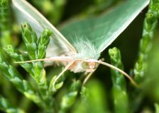 Small emerald