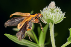 Margined leatherwing beetle