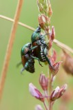 Japanese Beetles