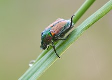 Beetle Dew Drops