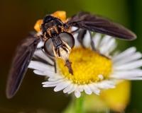 Feather-legged Fly