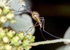Long Legged Insect