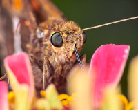 Fiery Skipper Macro