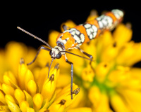 Ailanthus Webworm Moth