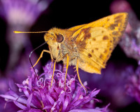 Fiery Skipper Purple