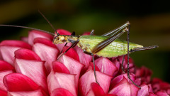 Black-horned Tree Cricket