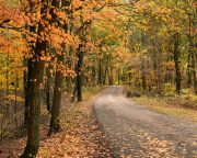 Fallen Leaves Road