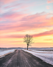Frozen Tree