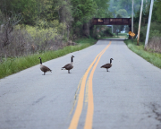 Goose Crossing