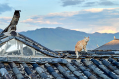 Roof top Cat