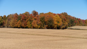 Fall Field