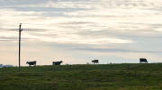 Cow Silhouettes