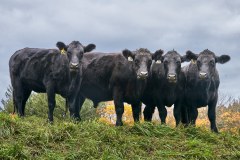 Cow Friends 