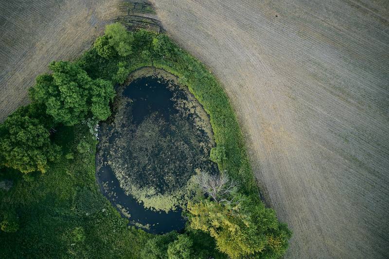 Farm Pond Bird's Eye