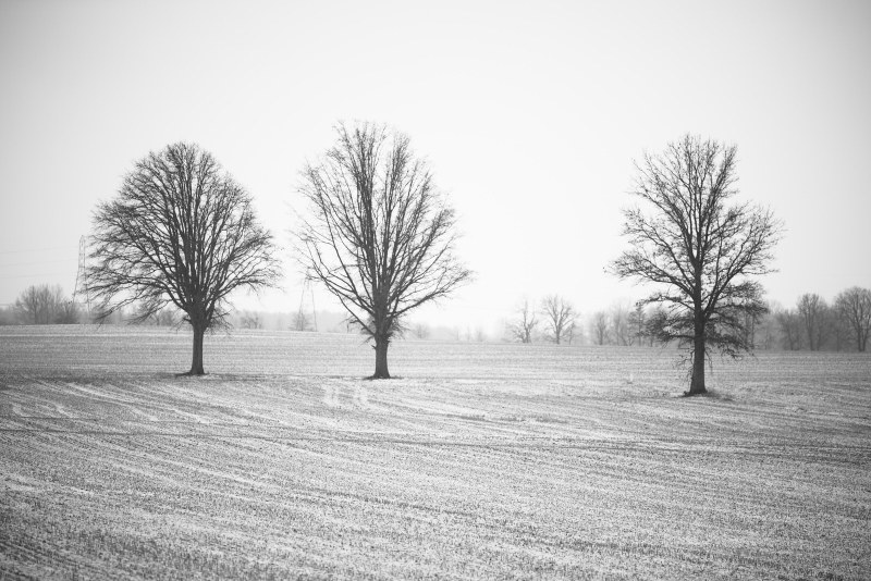 Three Tree Snowy Field