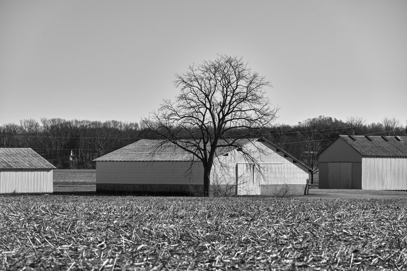 Barn & Tree