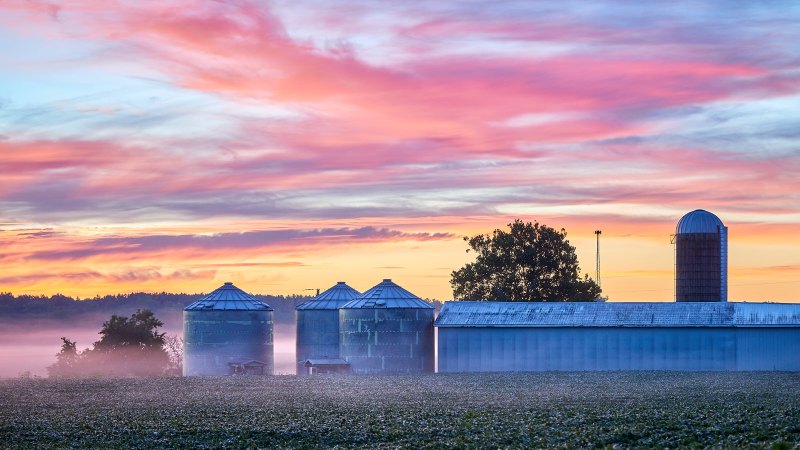 Cotton Candy Farmscape