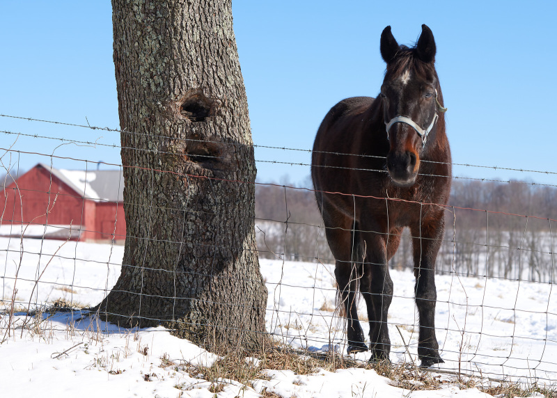 Fenceline Horse