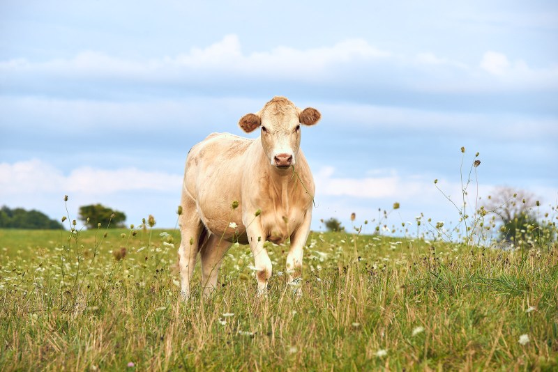Cow Focus