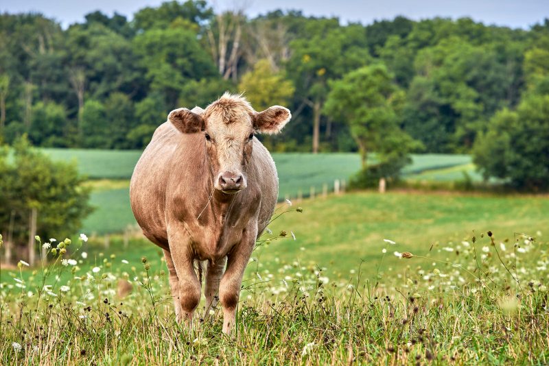 Curious Cow