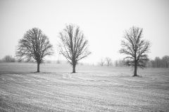 Three Tree Snowy Field