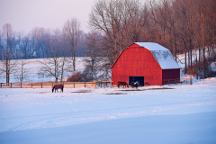 Winter Horses