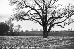 Field Tree B&W