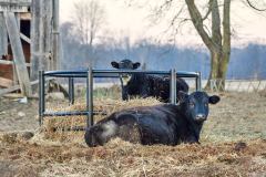 Sitting Cow