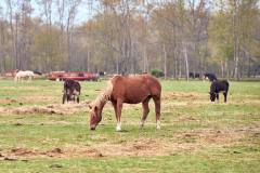 Grazing Animals