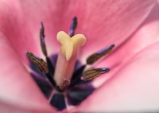 Inside Detail