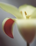 Soft Contrast