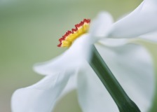 Daffodil Crown