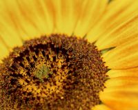 Seeds & Petals